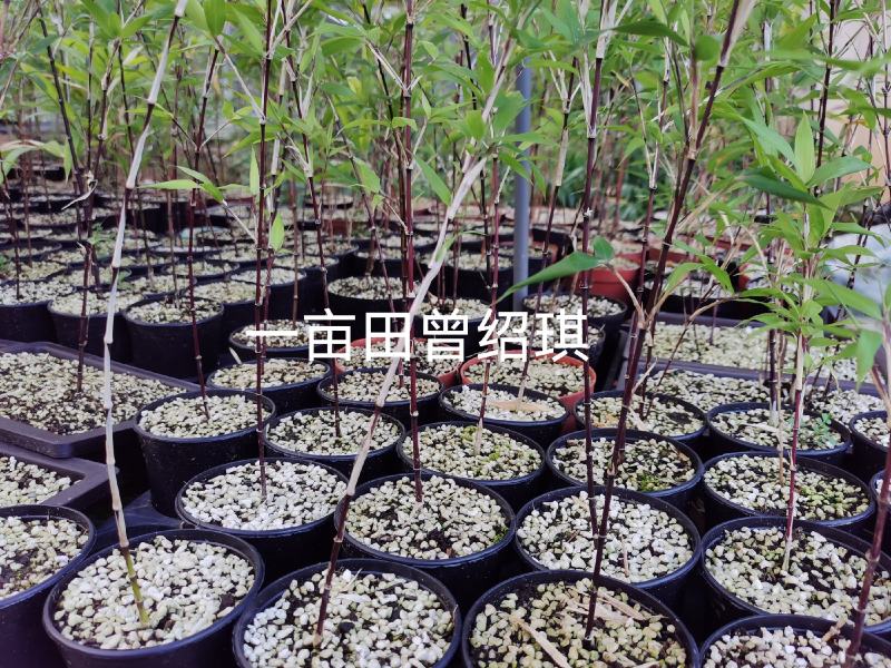 竹子贵族紫寒竹红寒竹盆栽朱竹漂亮带盆发货基地直销紫寒竹