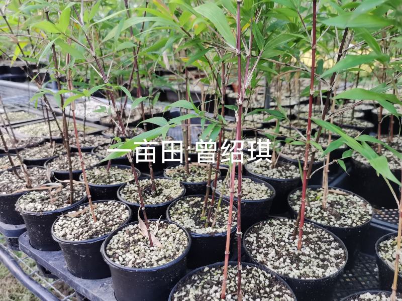 竹子贵族紫寒竹红寒竹盆栽朱竹漂亮带盆发货基地直销紫寒竹