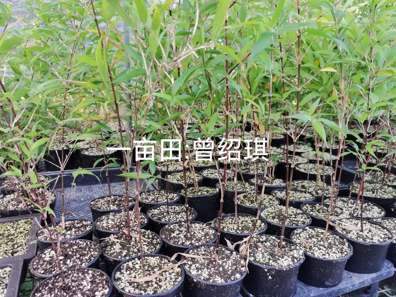 竹子贵族紫寒竹红寒竹盆栽朱竹漂亮带盆发货基地直销紫寒竹