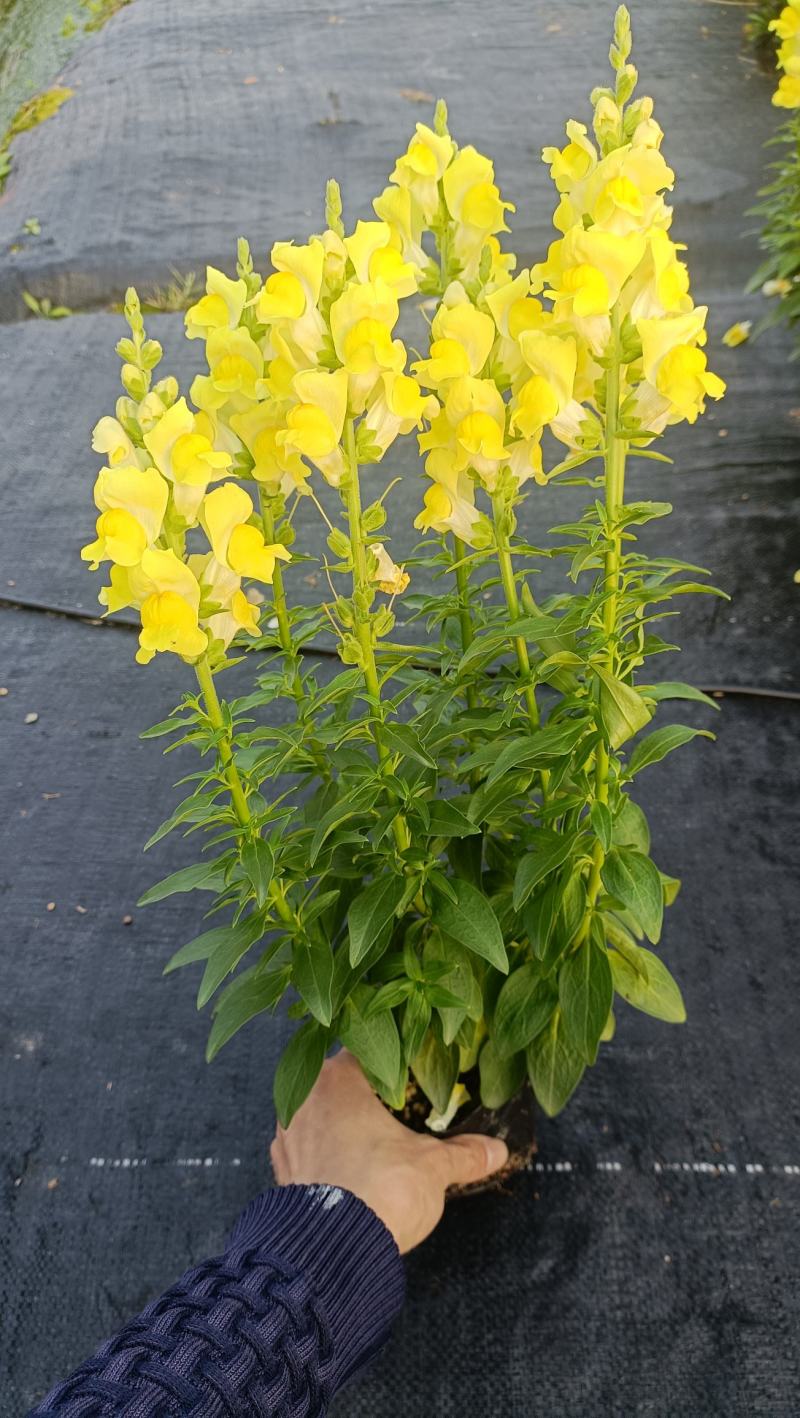 金鱼草花海品种泥炭土种植基地直销欢迎热订