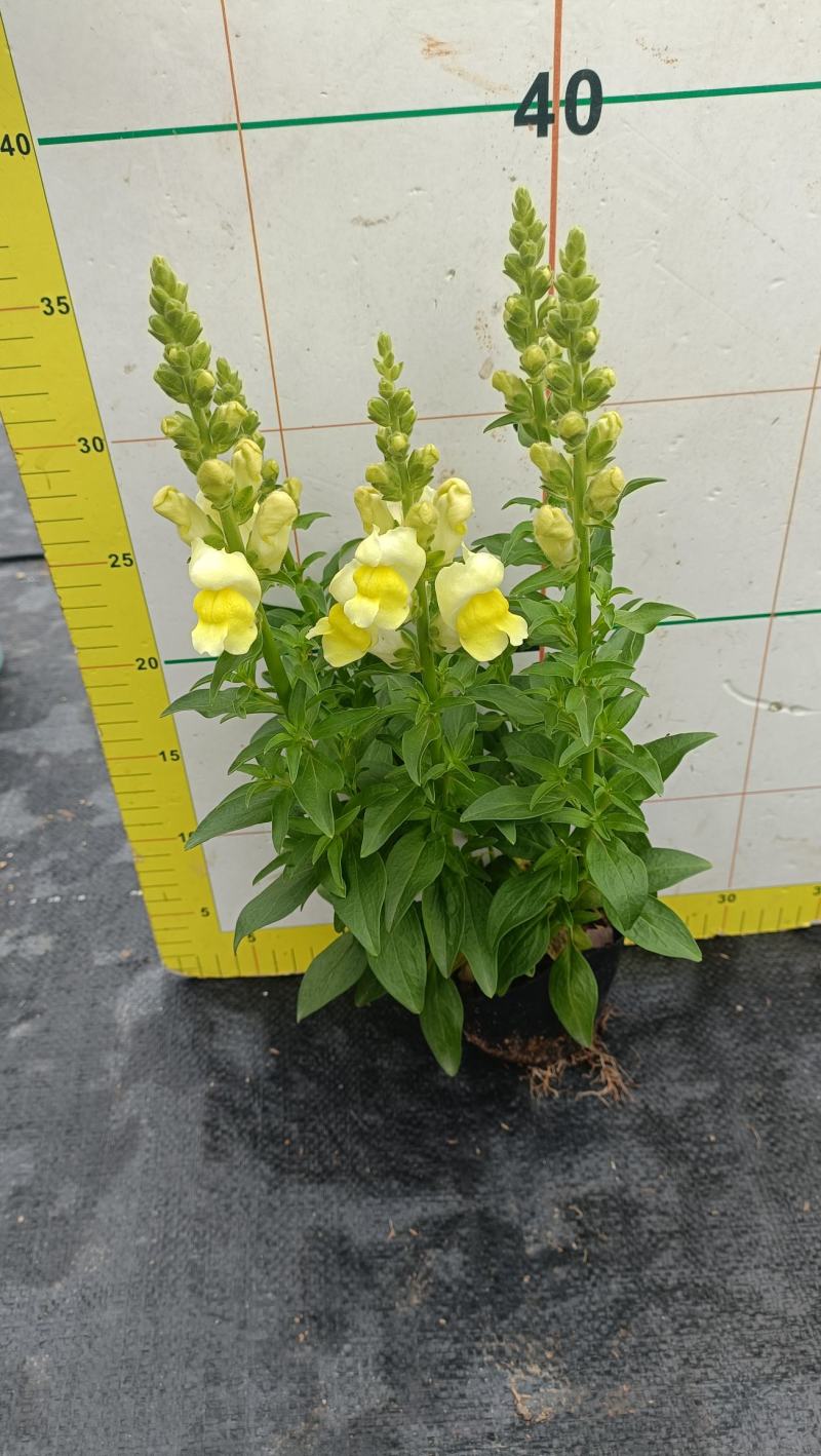 金鱼草花海品种泥炭土种植基地直销欢迎热订