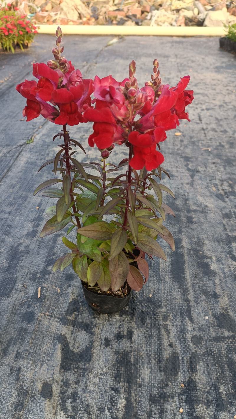 金鱼草花海品种泥炭土种植基地直销欢迎热订