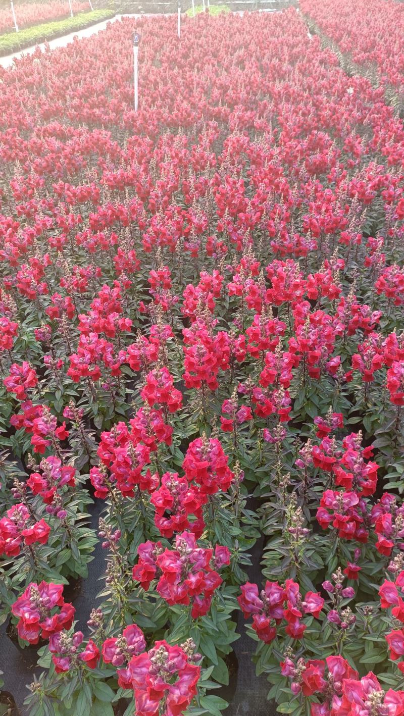 金鱼草花海品种泥炭土种植基地直销欢迎热订