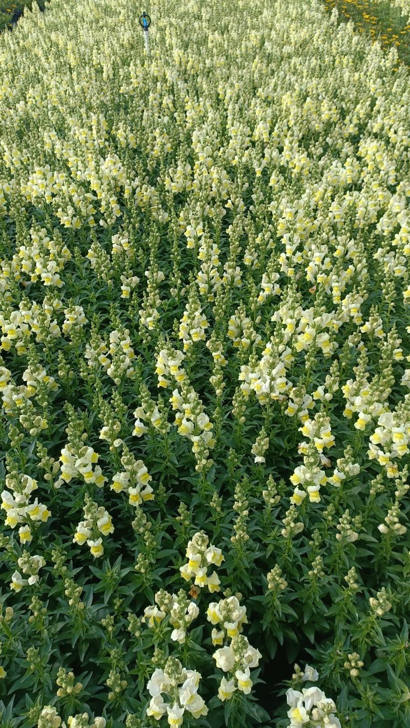 金鱼草花海品种泥炭土种植基地直销欢迎热订