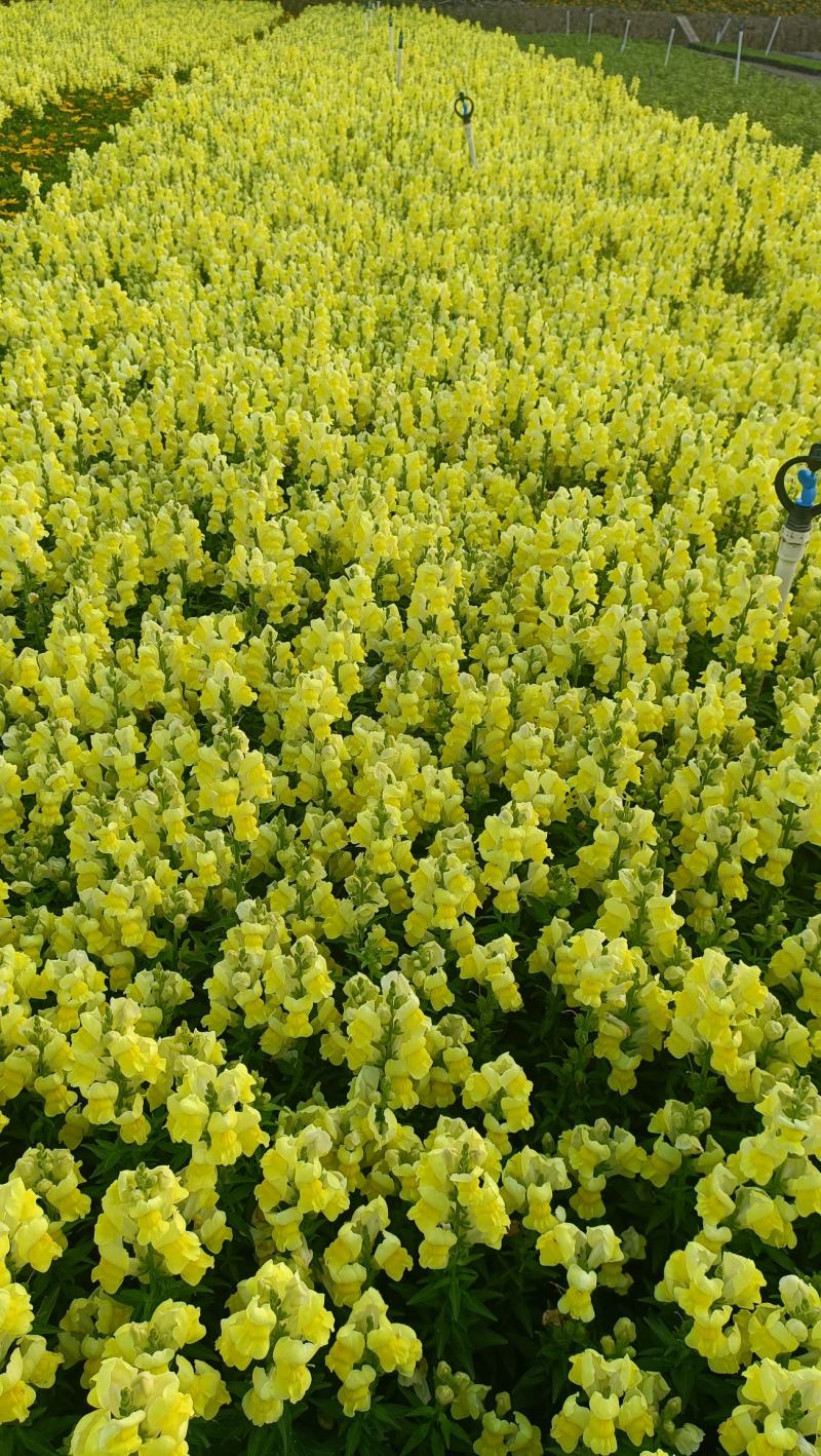金鱼草花海品种泥炭土种植基地直销欢迎热订