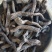 肉苁蓉，软大芸，整根，药食同源