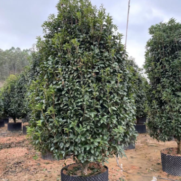 漂亮的金桂头径12公分漳州桂花种植基地农户低价直销