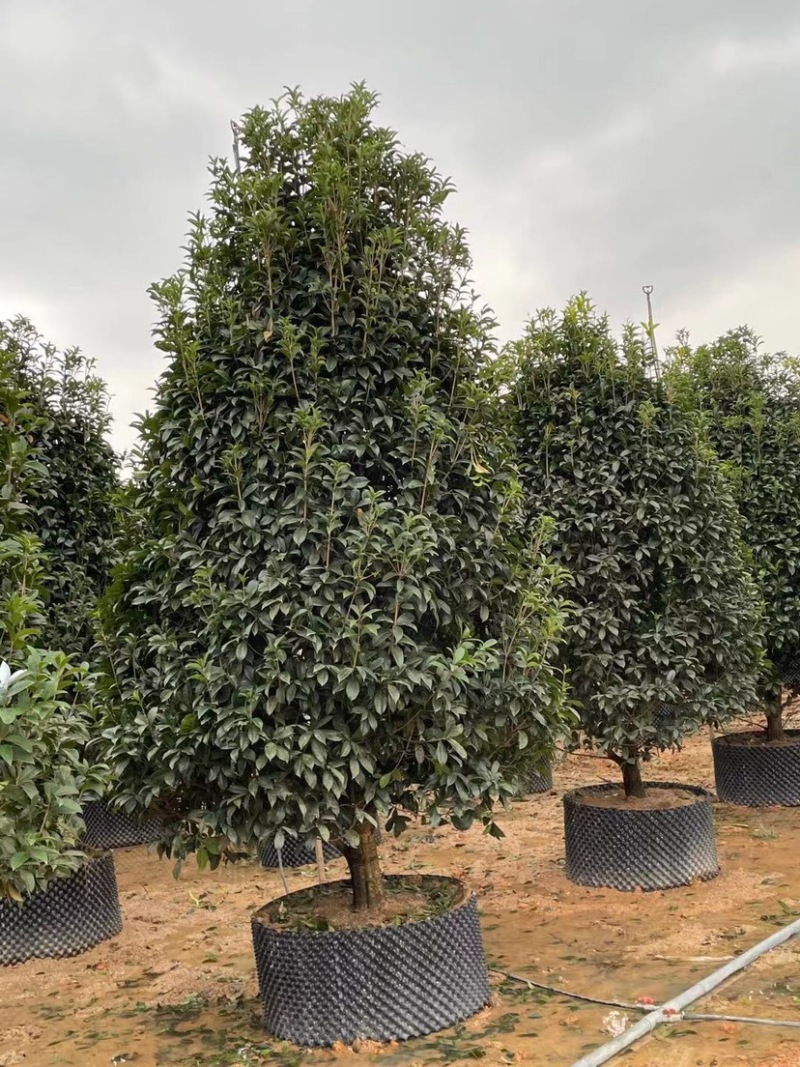 漂亮的金桂头径12公分漳州桂花种植基地农户低价直销