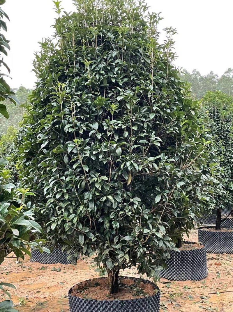 漂亮的金桂头径12公分漳州桂花种植基地农户低价直销