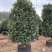 漂亮的金桂头径12公分漳州桂花种植基地农户低价直销