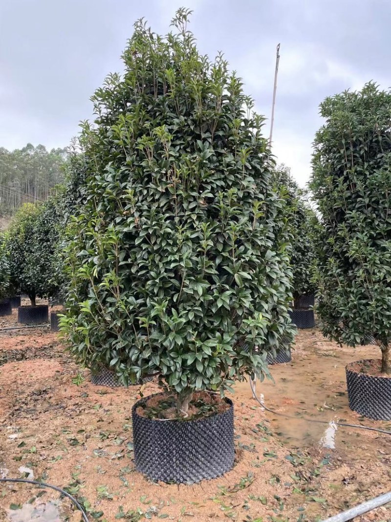 漂亮的金桂头径12公分漳州桂花种植基地农户低价直销