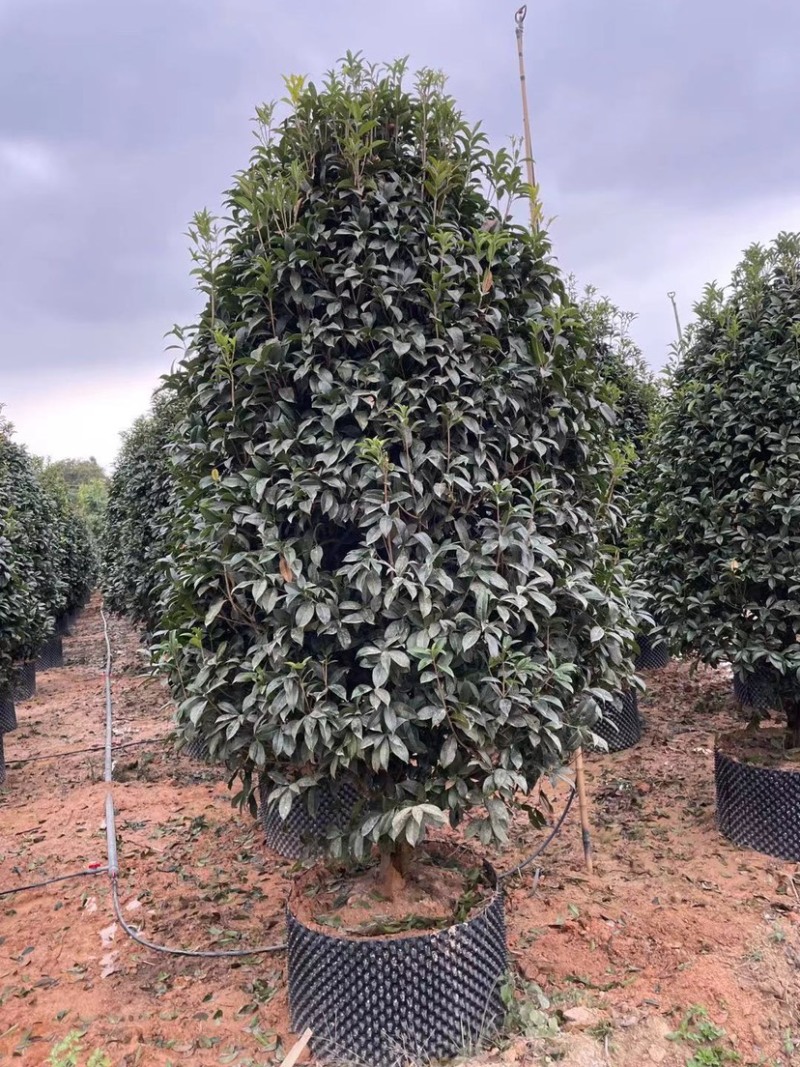 漂亮的金桂头径12公分漳州桂花种植基地农户低价直销