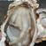 乳山生蚝牡蛎10斤装鲜活肥美足斤足两全国发货