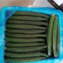 《精选》夏邑黄瓜大量供应中，现摘直接发货，量大从优