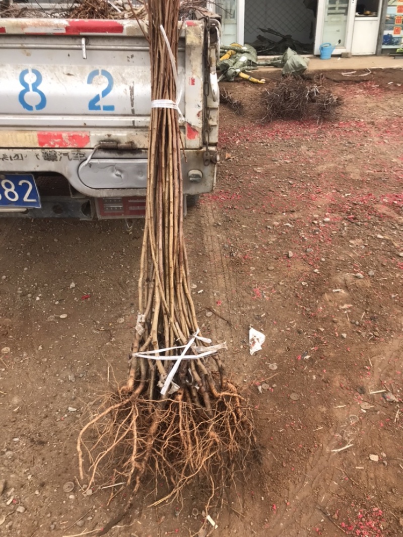 大金星山楂树苗结果早苗木质量好。适合全国大部分地区种植