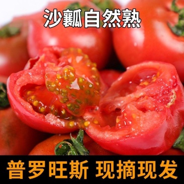 普罗旺斯西红柿清甜可口保质保量欢迎采购