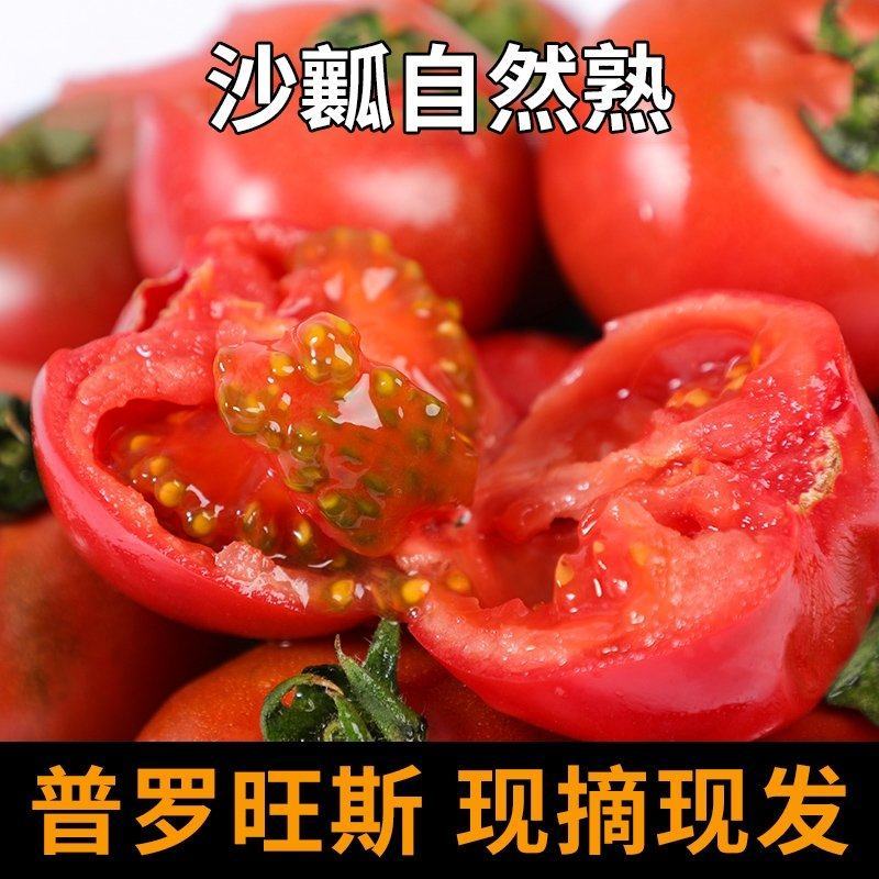 普罗旺斯西红柿清甜可口保质保量欢迎采购