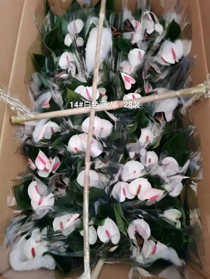 白掌白色丽人140一箱28盆太美了实物实拍图发货标准参考
