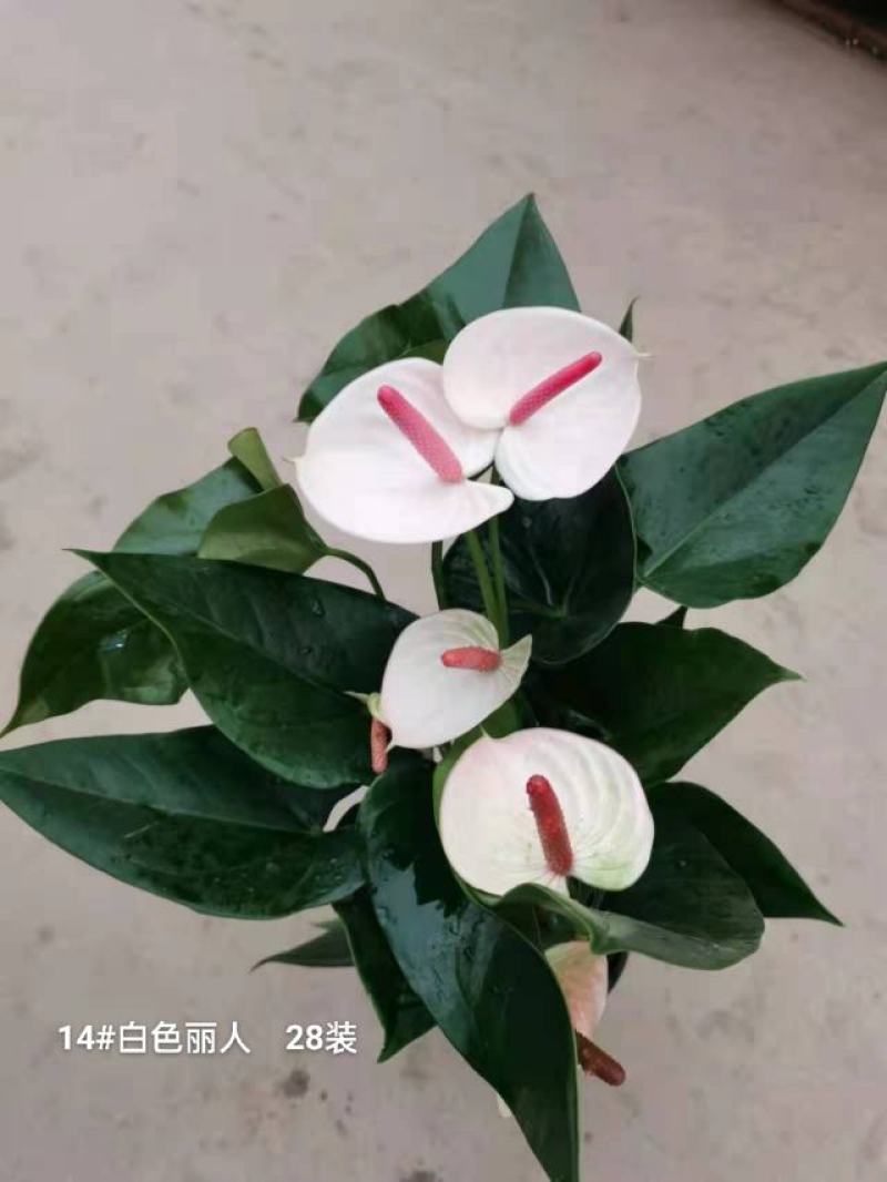 白掌白色丽人140一箱28盆太美了实物实拍图发货标准参考
