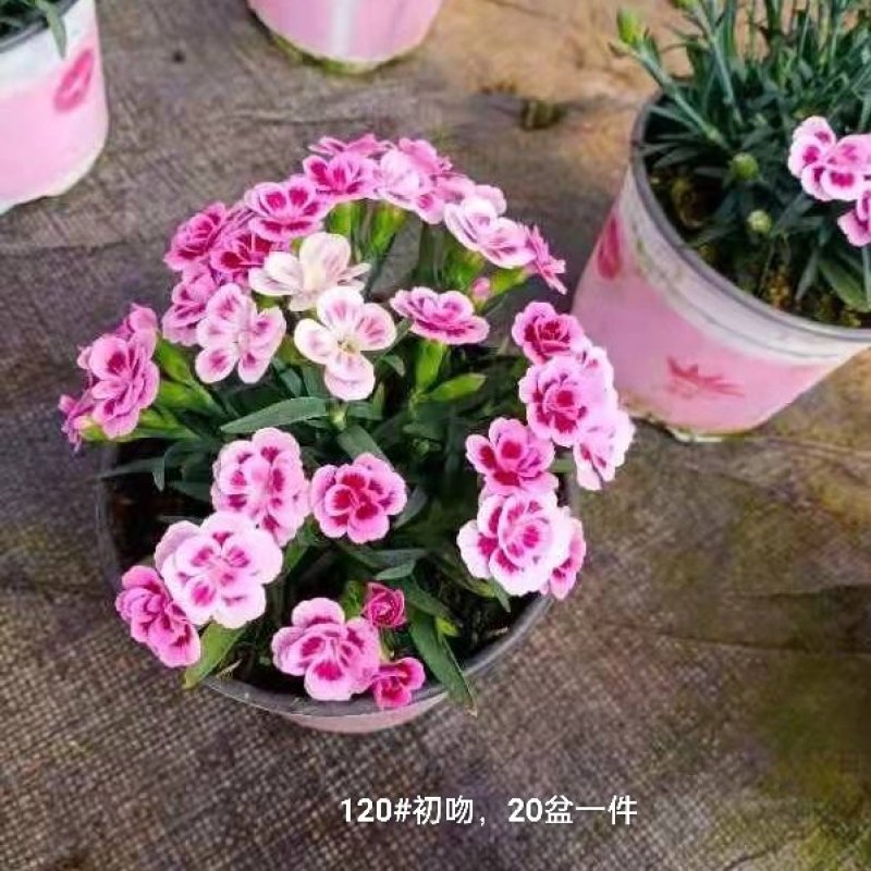120#初吻康乃馨超美的，20盆一件实物实拍图基地直发的