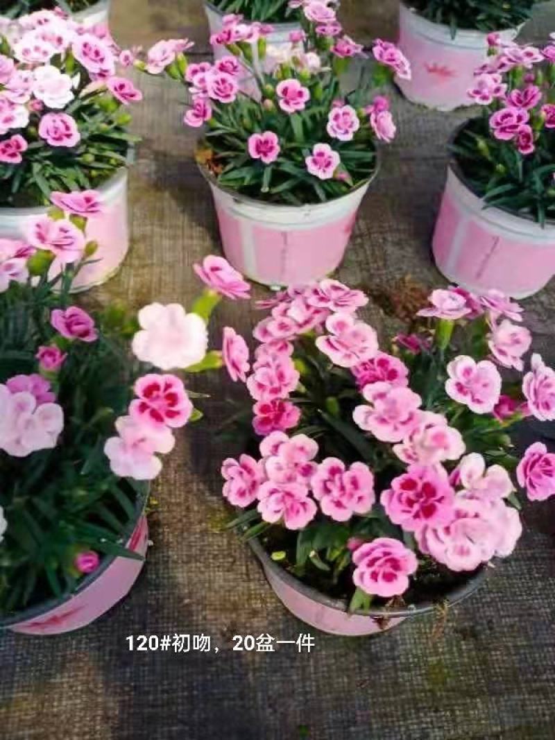 120#初吻康乃馨超美的，20盆一件实物实拍图基地直发的