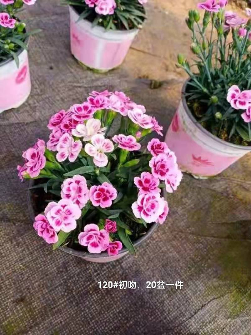 120#初吻康乃馨超美的，20盆一件实物实拍图基地直发的