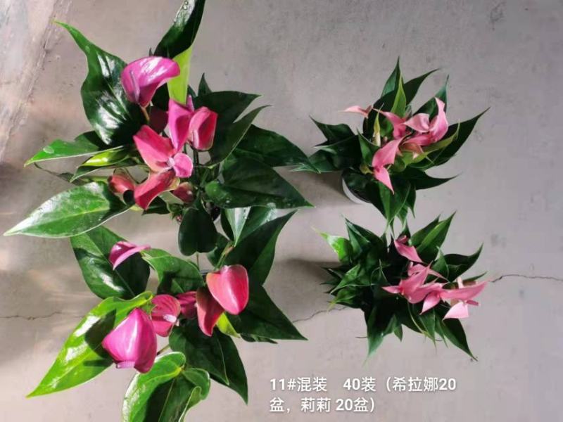 粉掌拼箱110#混装一箱40装希拉娜莉莉各20盆