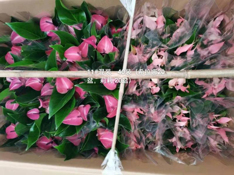 粉掌拼箱110#混装一箱40装希拉娜莉莉各20盆