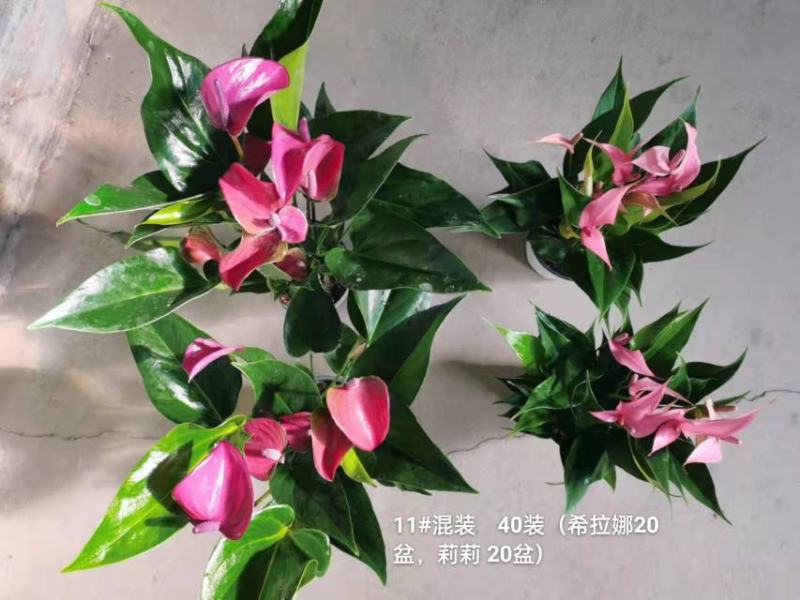 粉掌拼箱110#混装一箱40装希拉娜莉莉各20盆