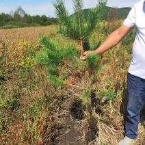 装杯樟子松，各种规格，欢迎采购