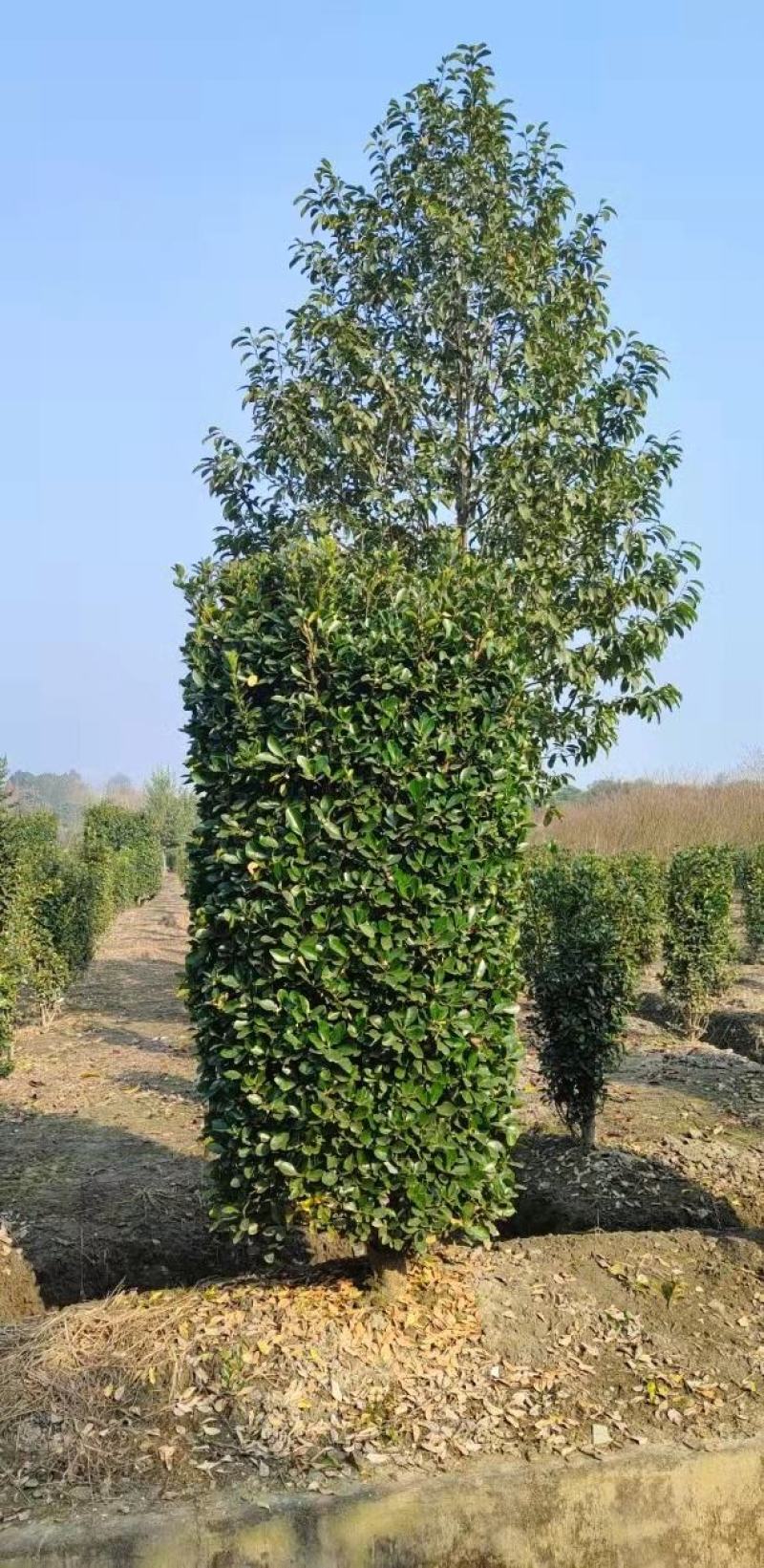 重庆巴南大叶黄杨万年青大量现货批发价格美丽
