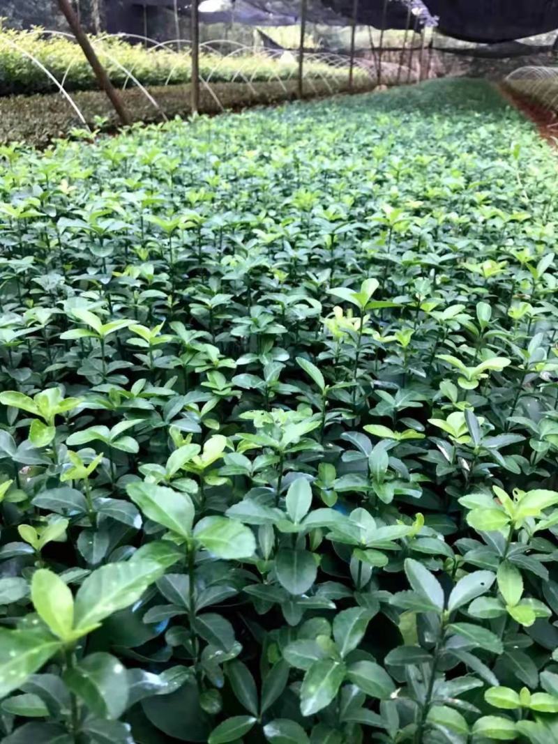 重庆巴南大叶黄杨万年青大量现货批发价格美丽