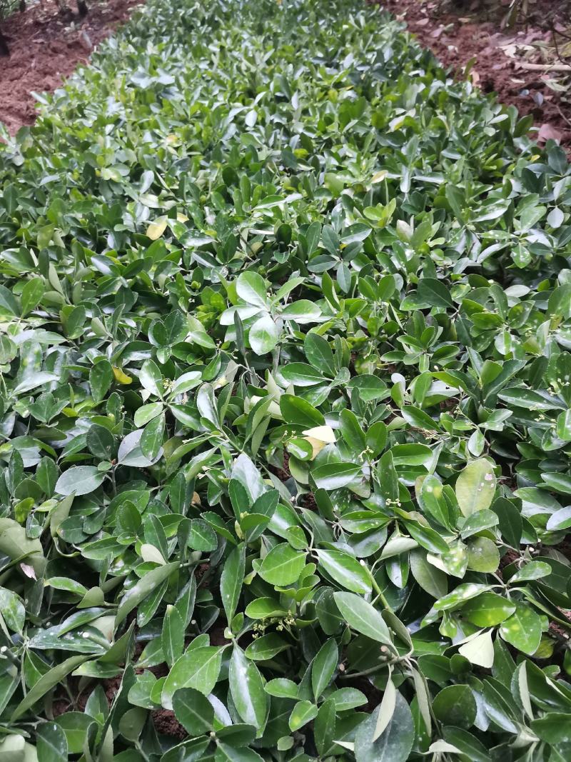 重庆巴南大叶黄杨万年青大量现货批发价格美丽