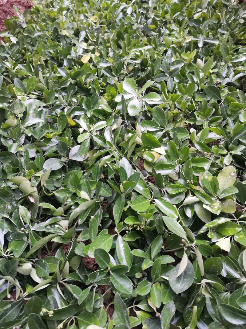 重庆巴南大叶黄杨万年青大量现货批发价格美丽