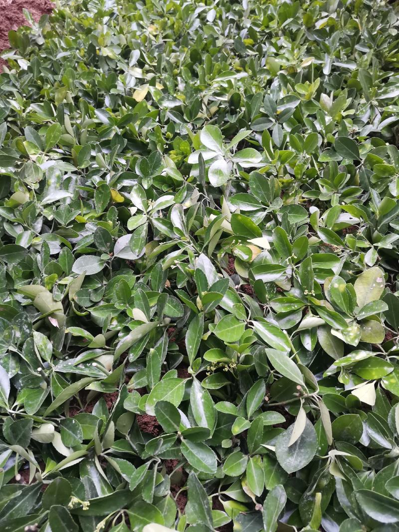 重庆巴南大叶黄杨万年青大量现货批发价格美丽