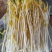 芽苗类豌豆芽豌豆苗