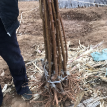 龙源秋李，李子树苗抗寒能力超强适合内蒙古，吉林，黑龙江