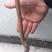 龙源秋李，李子树苗抗寒能力超强适合内蒙古，吉林，黑龙江