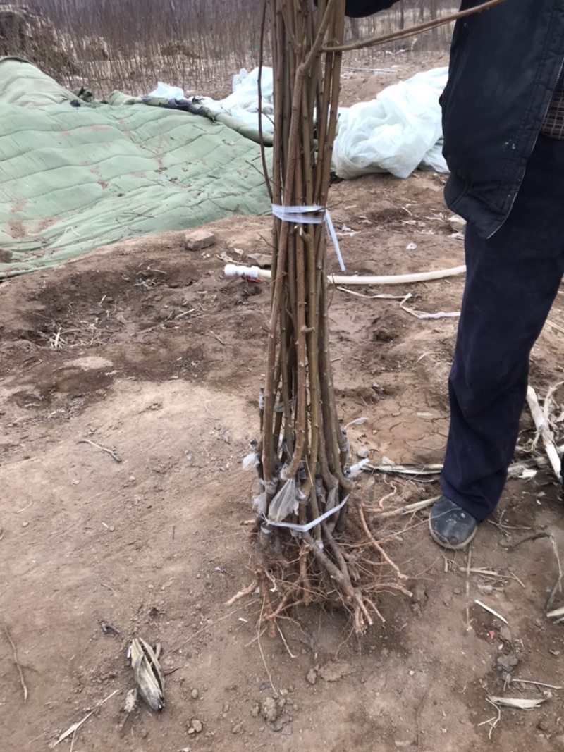龙源秋李，李子树苗抗寒能力超强适合内蒙古，吉林，黑龙江
