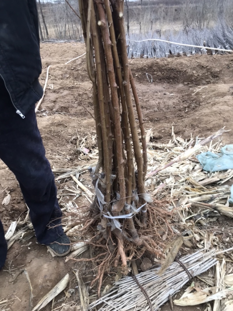 龙源秋李，李子树苗抗寒能力超强适合内蒙古，吉林，黑龙江