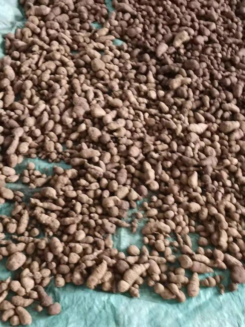 有大量的三叶青，有需要的老板，请联系