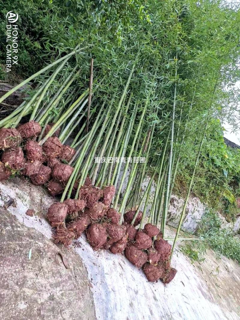 重庆巴南斑竹基地批发，规格齐全，价格美丽，量大