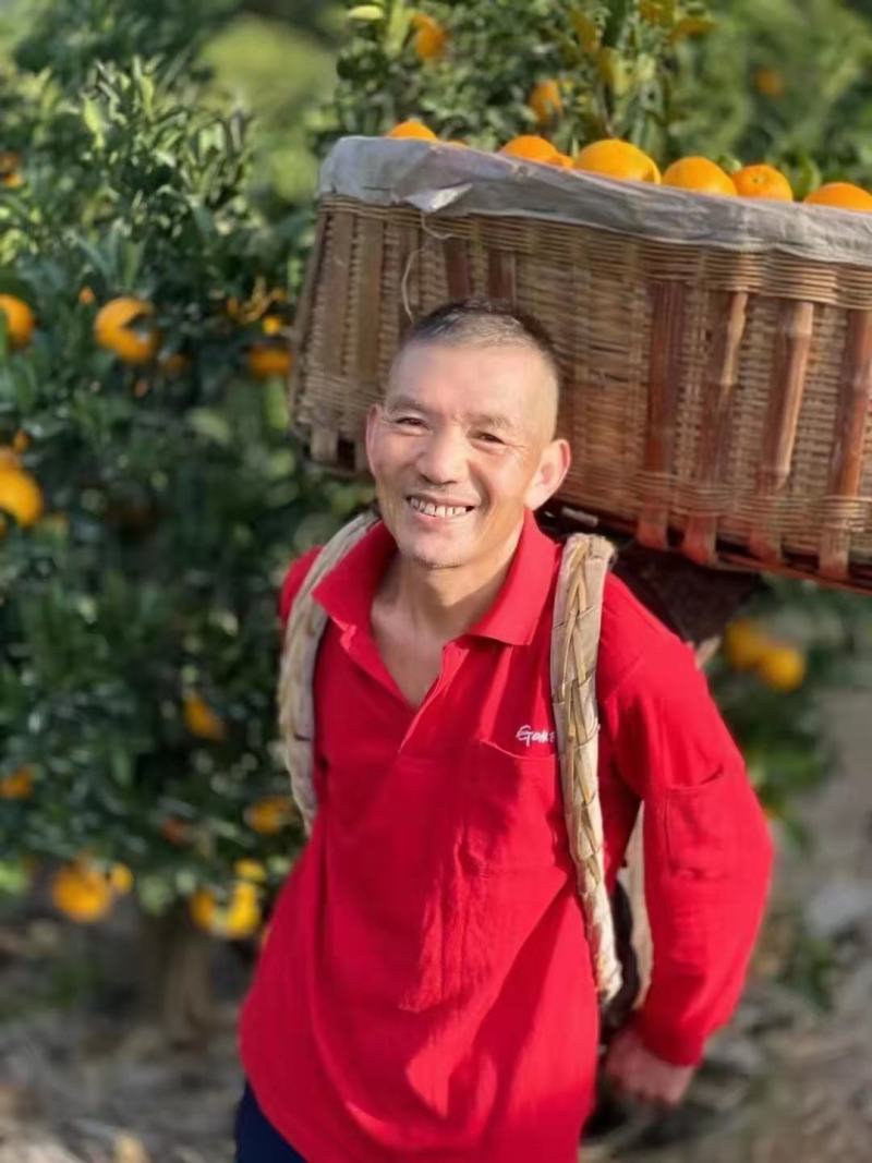 伦晚中华红血橙夏橙电商社团商超市场，农户一手货