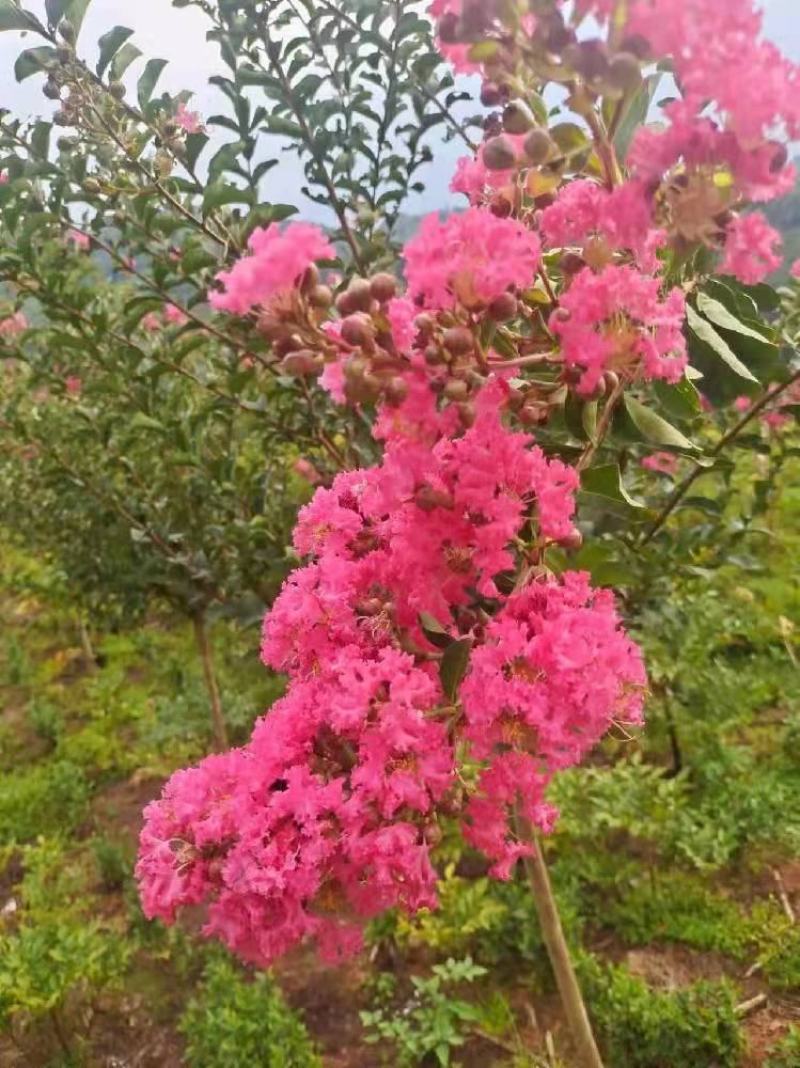 紫薇树姿优美树干光滑洁净花色艳丽欢迎采购