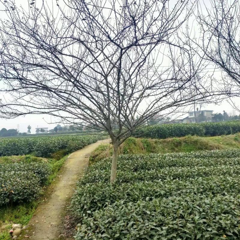 紫薇树姿优美树干光滑洁净花色艳丽欢迎采购