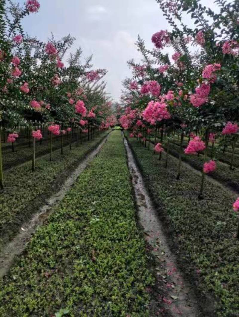 紫薇树姿优美树干光滑洁净花色艳丽欢迎采购