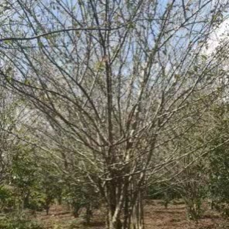 紫薇树姿优美树干光滑洁净花色艳丽欢迎采购