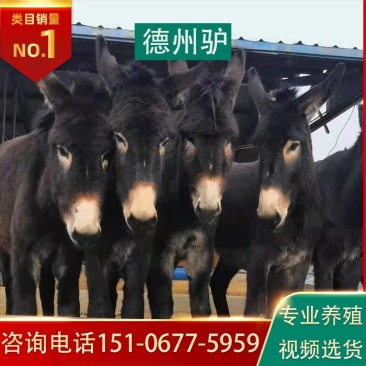 活驴苗养殖牛羊养殖