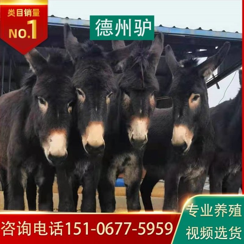 活驴苗养殖牛羊养殖