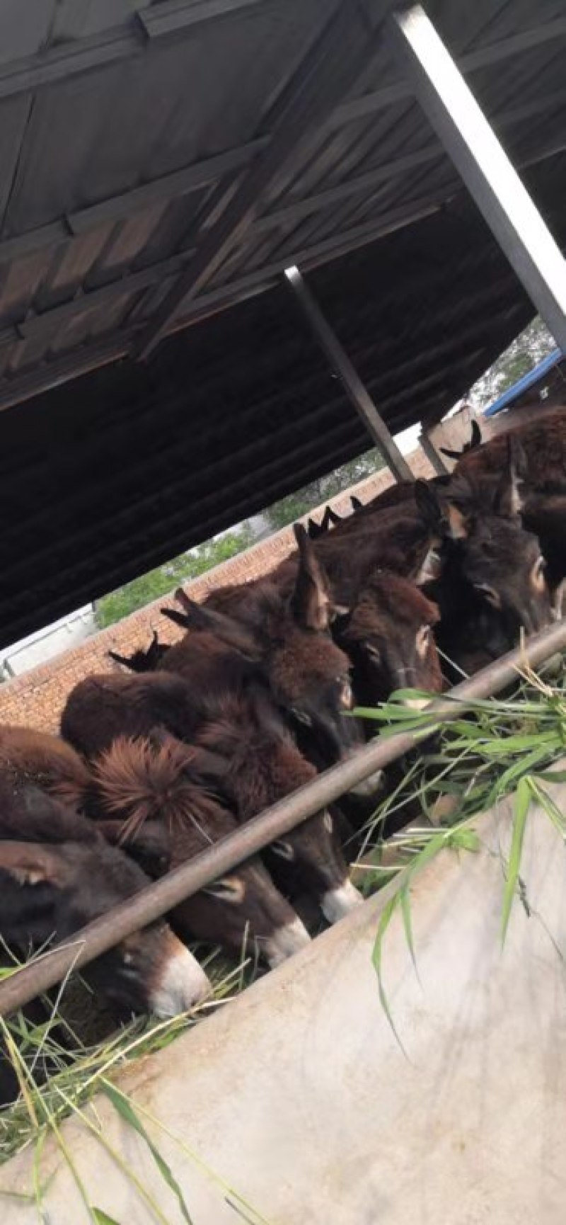 活驴苗养殖牛羊养殖